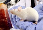 A ketogenic diet slows down tumor growth in mice.